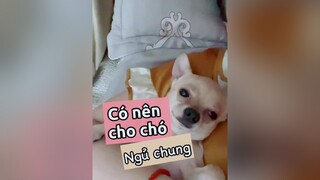 Có nên cho chó ngủ chung? thucung pet chó chó_cưng kcbweb nuoidaythucung thucungdethuong