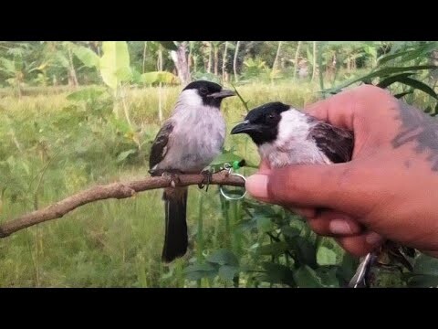 Mikat Burung Kutilang Dapat 2 Ekor