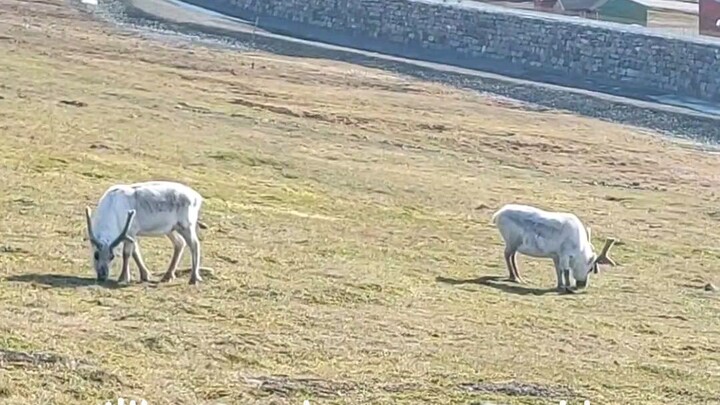 Svalbard Reindeer