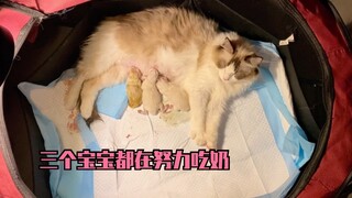 粘人布偶猫生产不能离开人，生完了还要让铲屎官做月嫂