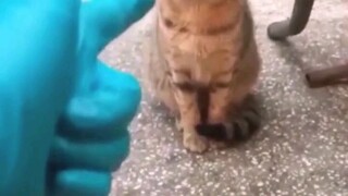 funny video cat