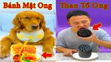 Thú Cưng TV | Đa Đa Thánh Chế #7 | Chó Golden Gâu Đần thông minh vui nhộn | Pets cute smart dog