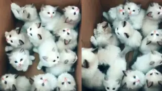 ã€�Cute Petsã€‘Meow! Little kitties are coming!