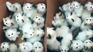 Semua orang tahu! Yang lebih lucu dari kucing adalah: kumpulan kucing!