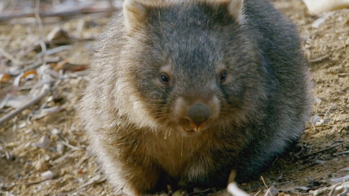 Social Fear Wombat 1: Help me find out what’s wrong with this leg