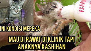 induk Kucing Minta Tolong Di Obati Karena Ketabrak Demi Anak-Anaknya Yang Masih Kecil Part 2
