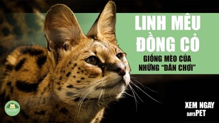 Mèo Linh Miêu Đồng Cỏ - Giống mèo đắt đỏ và siêu sang bạn nên biết!