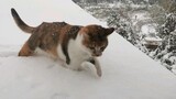 广州猫第一次看见雪