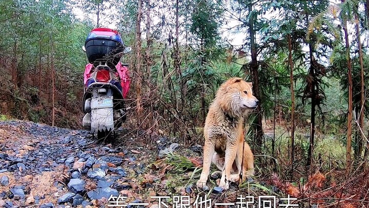 中华田园犬，主人进山干活它在车旁等候，下雨也不走全身都被淋湿