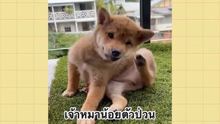 เพื่อนตัวน้อยแสนซน : เจ้าหมาน้อยตัวป่วน