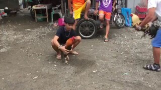 broodcock bagong alis sa inahin grayhatch x YLH