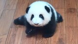 Baby panda Hehua crawling towards little brother