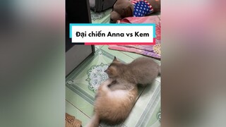 Đánh nhau từ lúc mới sinh cho tới lớn luôn mèo catsoftiktok cute fyp