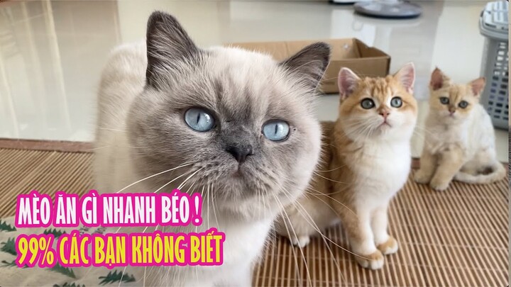 Mèo Ăn Gì Để Béo | 99% Các Bạn Không Biết