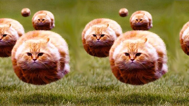 Funniest Cat Videos on the Internet #1 - Funny Dogs and Cats Videos - Bilibili Funniest Cat Videos on the Internet #1 - Funny Dogs and Cats Videos - Bilibili