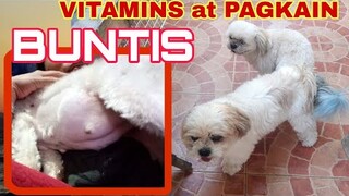 MGA PAGKAIN NG BUNTIS NA ASO | PAANO ALAGAAN ANG BUNTIS NA ASO | Asong walang gana kumain