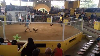 @LOON ARENA BOHOL jan.19 2025