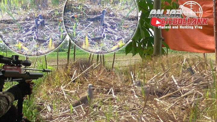 FulL D4taR Sawah kerinK/Hx9/Taurus