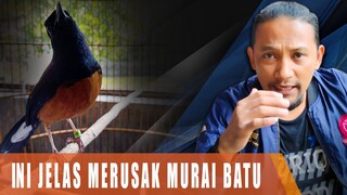 kebiasaan seperti ini jelas merusak murai batu anda