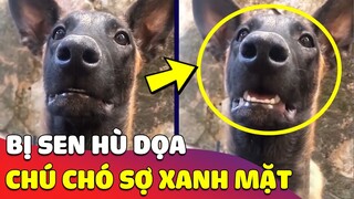 Chú chó ham chơi 'SỢ XANH MẶT' khi nghe con Sen dọa bị 'CẨU TẶC' bắt 😅 Gâu Đần