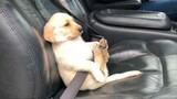 Funniest and Cutest Labrador Puppies 3 - วิดีโอลูกสุนัขตลก 2021