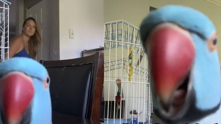 The chatty parrot walked to the camera and muttered to himself. The owner laughed and said: Who are 