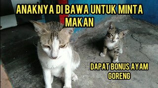 Subhanallah Induk Kucing Sama Anaknya Minta Makan Sopan Banget Kepalanya Menunduk Dan Menelan Ludah