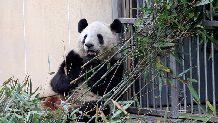 【大熊猫永永】永永坐门口吃饭，奶妈捏大脸脸