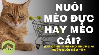 Muốn mua và nuôi mèo thì đừng bỏ qua video này ! (Nuôi mèo thì nuôi mèo đực hay mèo cái?) |Dayspet