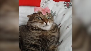 Most Viral Cats of the Internet | FUNNIEST videos 😂