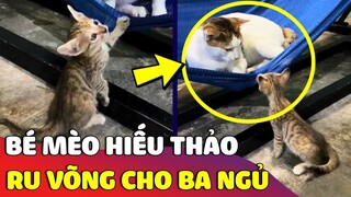 Khi Sen nuôi được bé mèo con 'CÓ HIẾU' biết ru võng cho 'BA NGỦ' 😅 | Gâu Đần