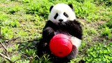 Giant Panda|Doudou