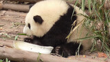【Panda】Hehua tries to sleep with holding an ice block