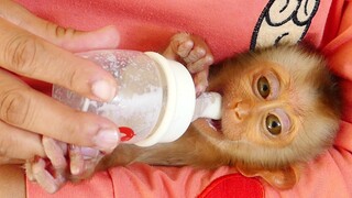 Bravo!! Orphan Baby monkey drinking milk with milk bottle