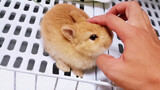 Adorable Pygmy Rabbit | Feeding Bunnies