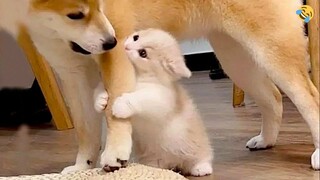 FUNNIEST ANIMALS 😊 CATS, DOGS, PARROTS, MONKEYS, PANDAS 🐾 Funny Animal Videos