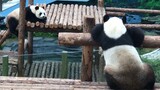 [Hewan] Cinta yang indah antara panda Jin Hu & Miao Yin