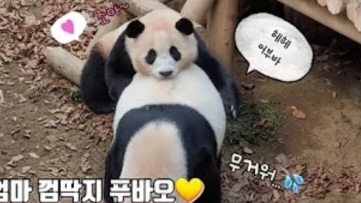 Binatang|Panda Raksasa Fu Bao yang Nakal