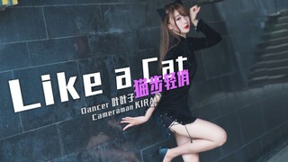 【叶子】AOA-Like a cat ฅ猫步轻俏ฅ  做你的喵