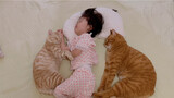Tuan Kecil dan Kucing Tidur Siang Bareng