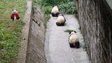 Daily Exercise of the Baby Pandas