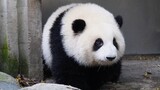 【大熊猫和花】看着这个楚楚可怜的孩子，你忍心不接她下班吗？