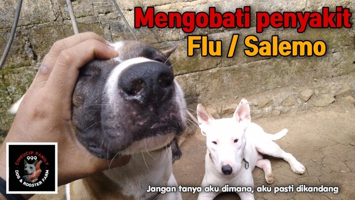 Mengobati Flu pada ternak buru