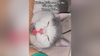 Không hiểu sao bà Be vẫn yêu tôi 😺😺 memesiungao catsoftiktok catlover cat cutecat fyp foryou xuhuong cute munchkin meocute