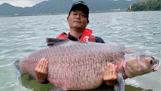 On the third day of guarding the giant green carp in Dongjiang, I caught 104 kilograms of herring