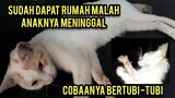 Astagfirullah Induk Kucing Yang Di Buang Orang Di Jalanan Sedih Anaknya Meninggal..!