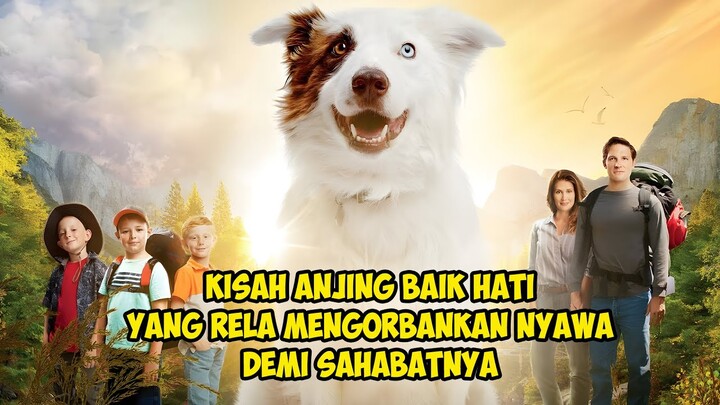 Kisah Seekor Anjing Baik Hati Yang Rela Menyelamatkan Nyawa Sahabatnya | Alur Cerita Film