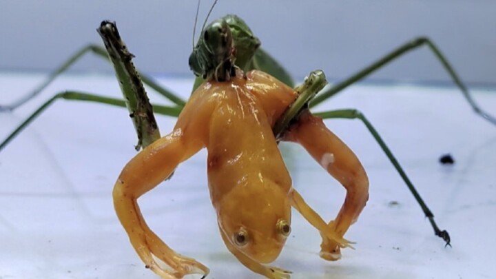 Animal|Mantis Eating up African Clawed Frog