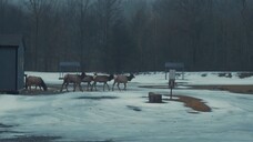 Elk Country (2025)