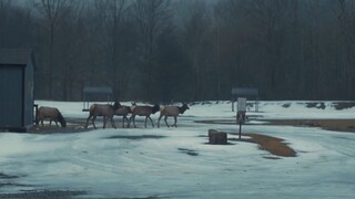 Elk Country (2025)